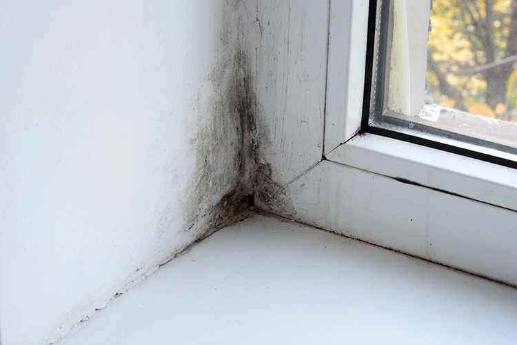 Mold Inspection Services